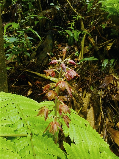 云南:黃連山保護區發現4種新植物