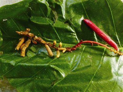 云南:黃連山保護區發現4種新植物