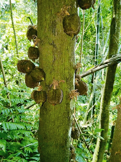 云南:黃連山保護區發現4種新植物