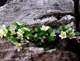 河北涉縣發(fā)現(xiàn)大面積太行花群落