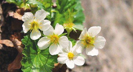 河北涉縣發(fā)現(xiàn)大面積太行花群落