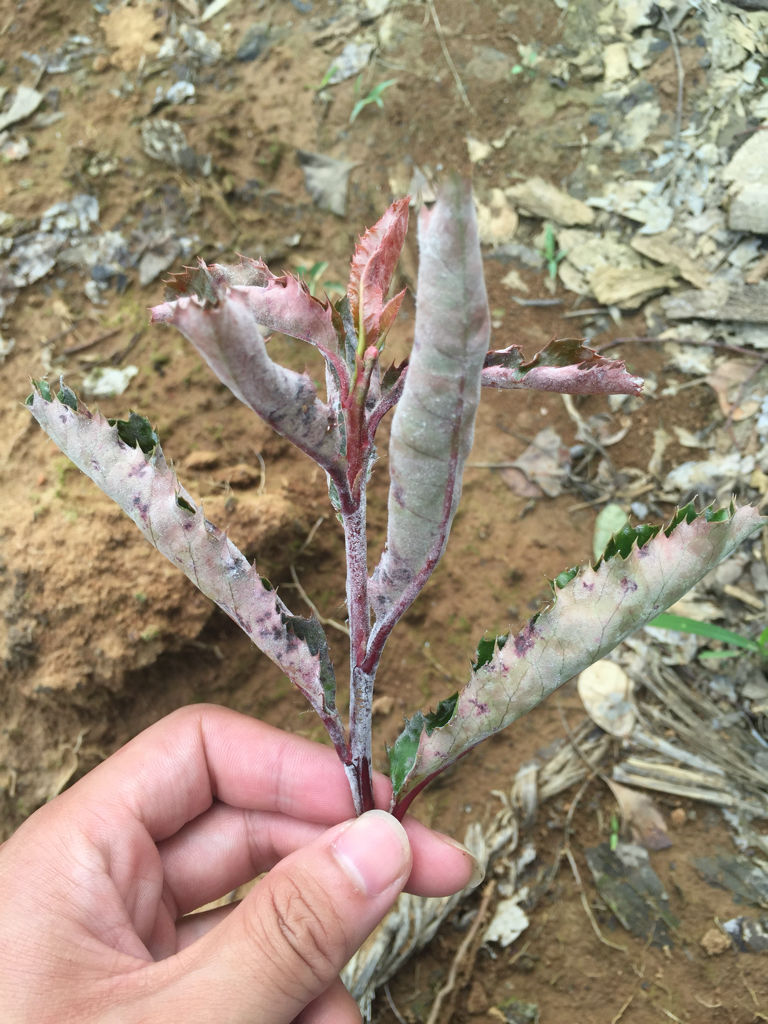 防治石楠白粉病高發(fā)期