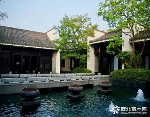 走進(jìn)中式庭院，帶你領(lǐng)略苗木之美