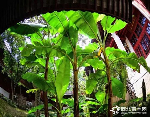 走進(jìn)中式庭院，帶你領(lǐng)略苗木之美