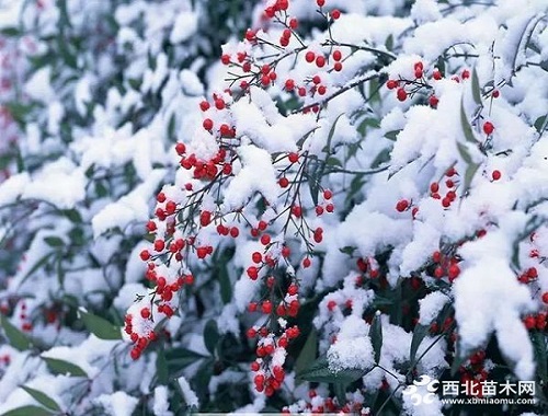 走進(jìn)中式庭院，帶你領(lǐng)略苗木之美