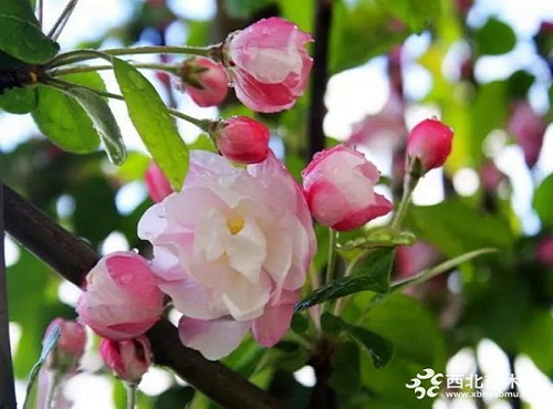 走進(jìn)中式庭院，帶你領(lǐng)略苗木之美