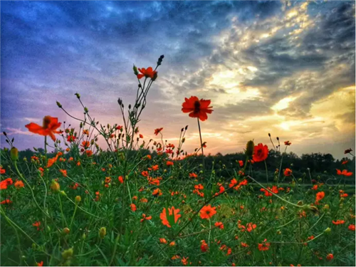 鄉村為底圖,設計為橋梁:2018第三屆國際高校建造大賽結果揭曉