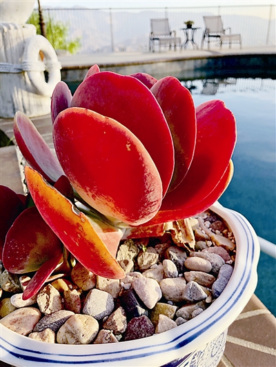 多肉植物的多姿多彩