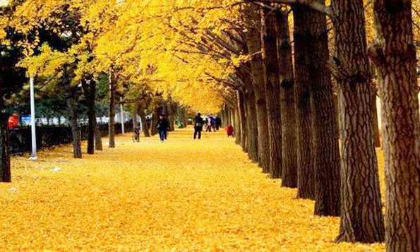 運用彩葉樹，豐富景觀設計的色彩