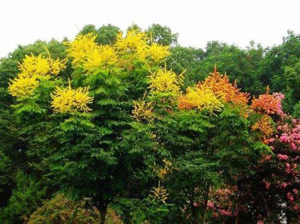 運用彩葉樹，豐富景觀設計的色彩