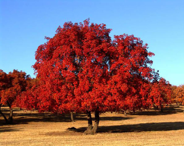 運用彩葉樹，豐富景觀設計的色彩