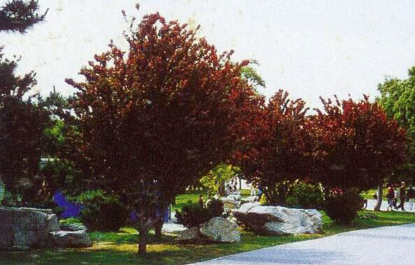 運用彩葉樹，豐富景觀設計的色彩