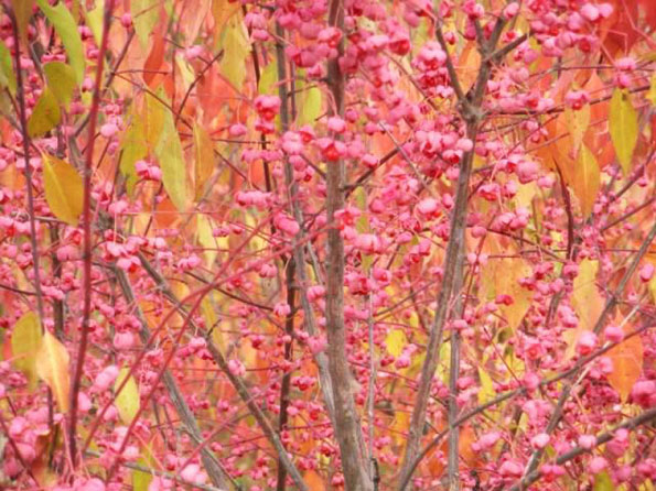 運用彩葉樹，豐富景觀設計的色彩