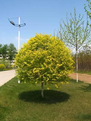 運用彩葉樹，豐富景觀設計的色彩