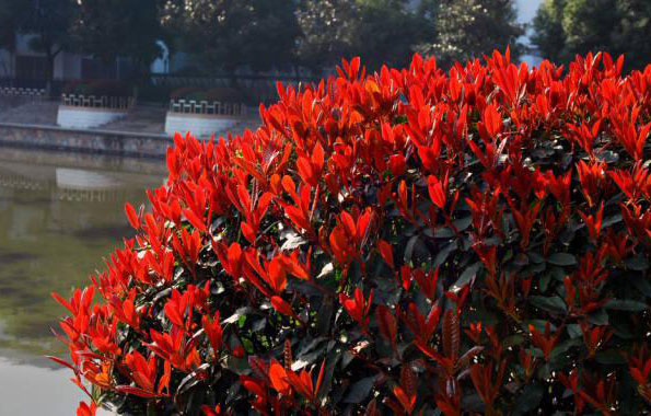 運用彩葉樹，豐富景觀設計的色彩