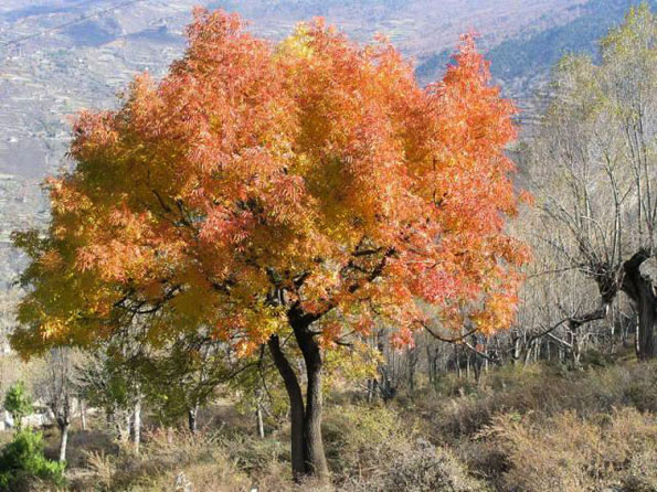 運用彩葉樹，豐富景觀設計的色彩