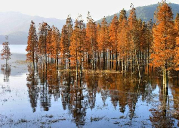 運用彩葉樹，豐富景觀設計的色彩