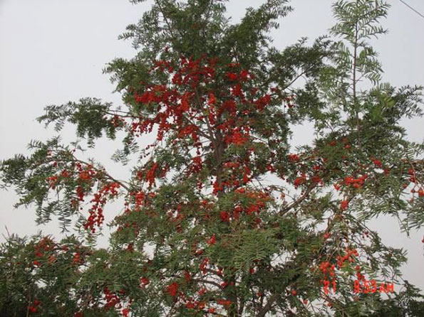 運用彩葉樹，豐富景觀設計的色彩
