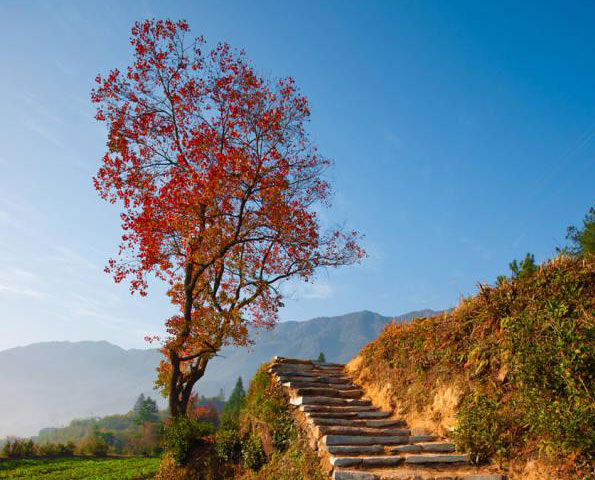 運用彩葉樹，豐富景觀設計的色彩