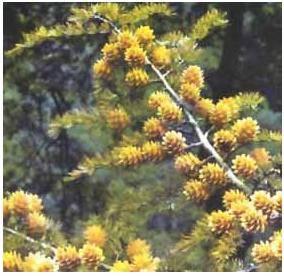 運用彩葉樹，豐富景觀設計的色彩