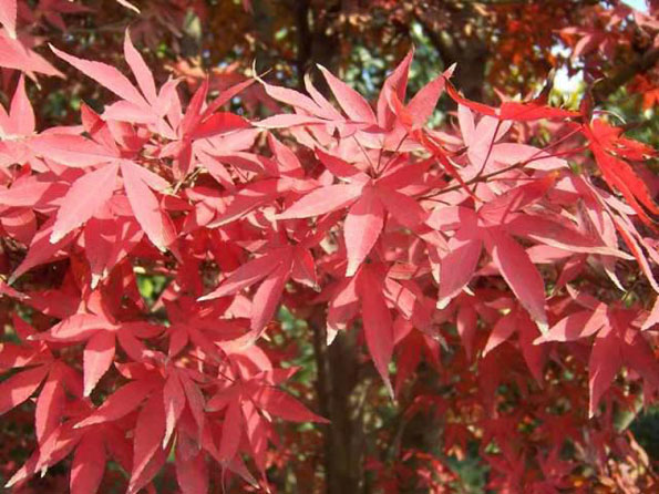 運用彩葉樹，豐富景觀設計的色彩