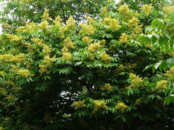 運用彩葉樹，豐富景觀設計的色彩