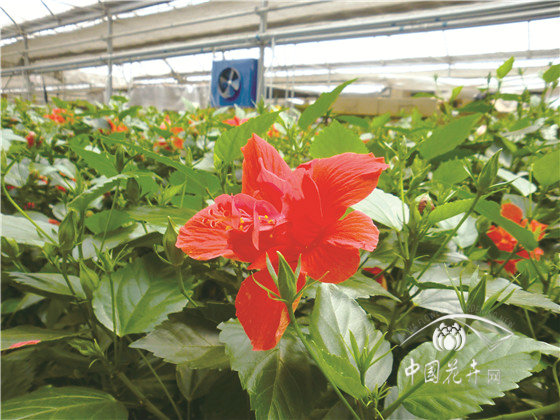 仲夏之日木槿榮