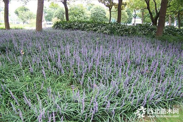 綠化應(yīng)用中,常用鑲邊植物都有哪些?