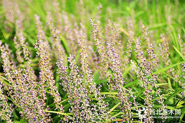 綠化應(yīng)用中,常用鑲邊植物都有哪些?