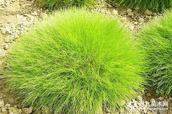 綠化應(yīng)用中,常用鑲邊植物都有哪些?