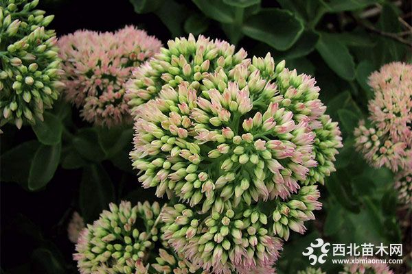 綠化應(yīng)用中,常用鑲邊植物都有哪些?