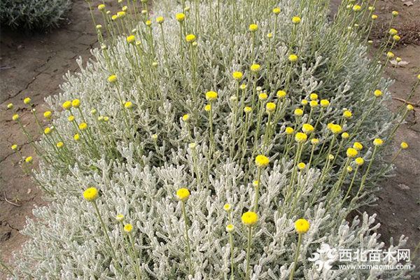 綠化應(yīng)用中,常用鑲邊植物都有哪些?