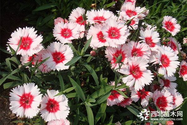 綠化應(yīng)用中,常用鑲邊植物都有哪些?