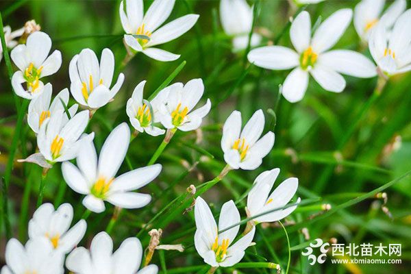 綠化應(yīng)用中,常用鑲邊植物都有哪些?