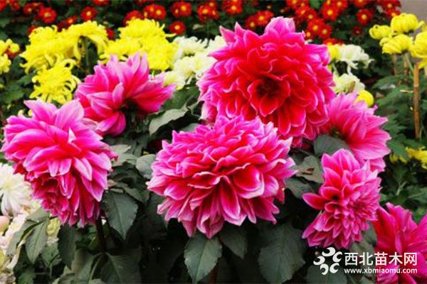 綠化應(yīng)用中,常用鑲邊植物都有哪些?