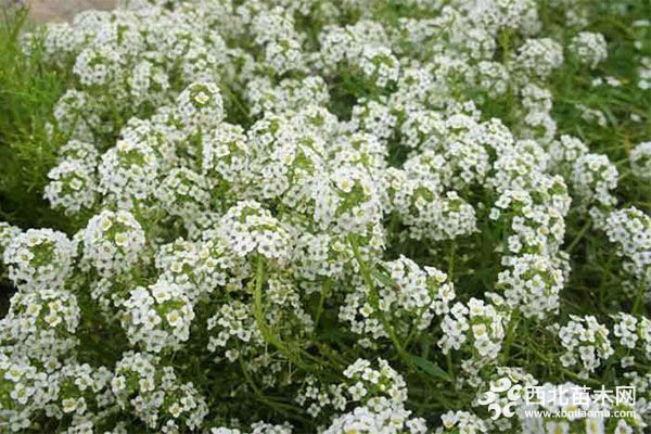 綠化應(yīng)用中,常用鑲邊植物都有哪些?