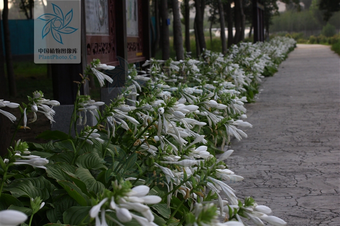 綠化應(yīng)用中,常用鑲邊植物都有哪些?