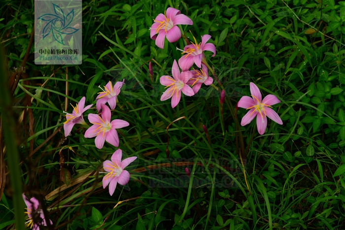 綠化應(yīng)用中,常用鑲邊植物都有哪些?