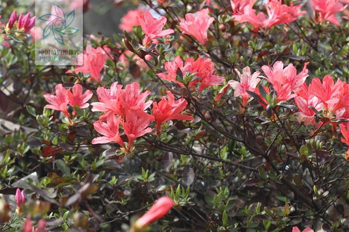 綠化應(yīng)用中,常用鑲邊植物都有哪些?