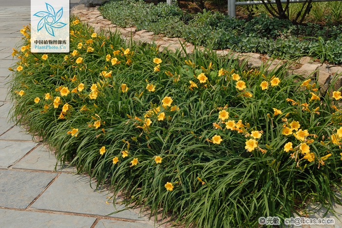 綠化應(yīng)用中,常用鑲邊植物都有哪些?