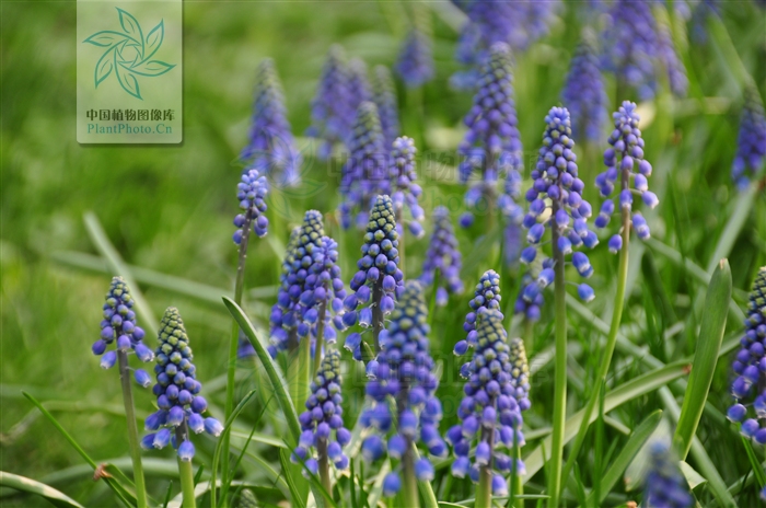 綠化應(yīng)用中,常用鑲邊植物都有哪些?