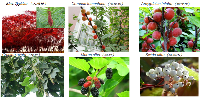 王文杰:哈爾濱城市森林研究看生態城市建設