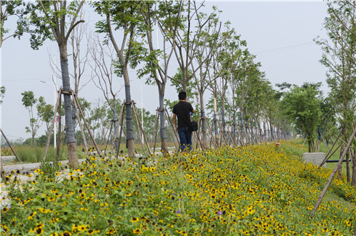 園冶杯專業(yè)獎:巢湖市烔長路景觀工程
