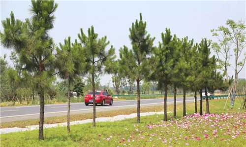 園冶杯專業(yè)獎:巢湖市烔長路景觀工程