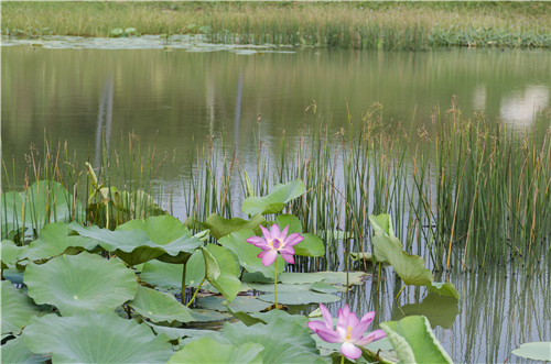 園冶杯專業(yè)獎:巢湖市烔長路景觀工程