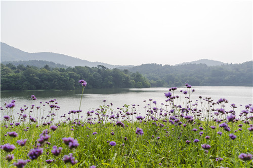 園冶杯專業(yè)獎:巢湖市烔長路景觀工程