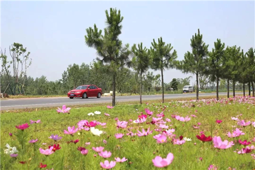 園冶杯專業(yè)獎:巢湖市烔長路景觀工程