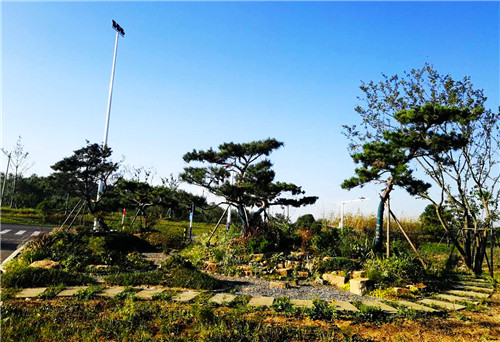 園冶杯專業(yè)獎:巢湖市烔長路景觀工程