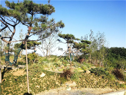 園冶杯專業(yè)獎:巢湖市烔長路景觀工程