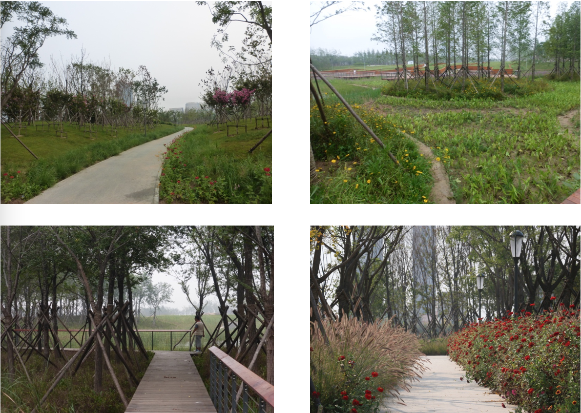 園冶杯專業獎:城市中軸線景觀綠化工程